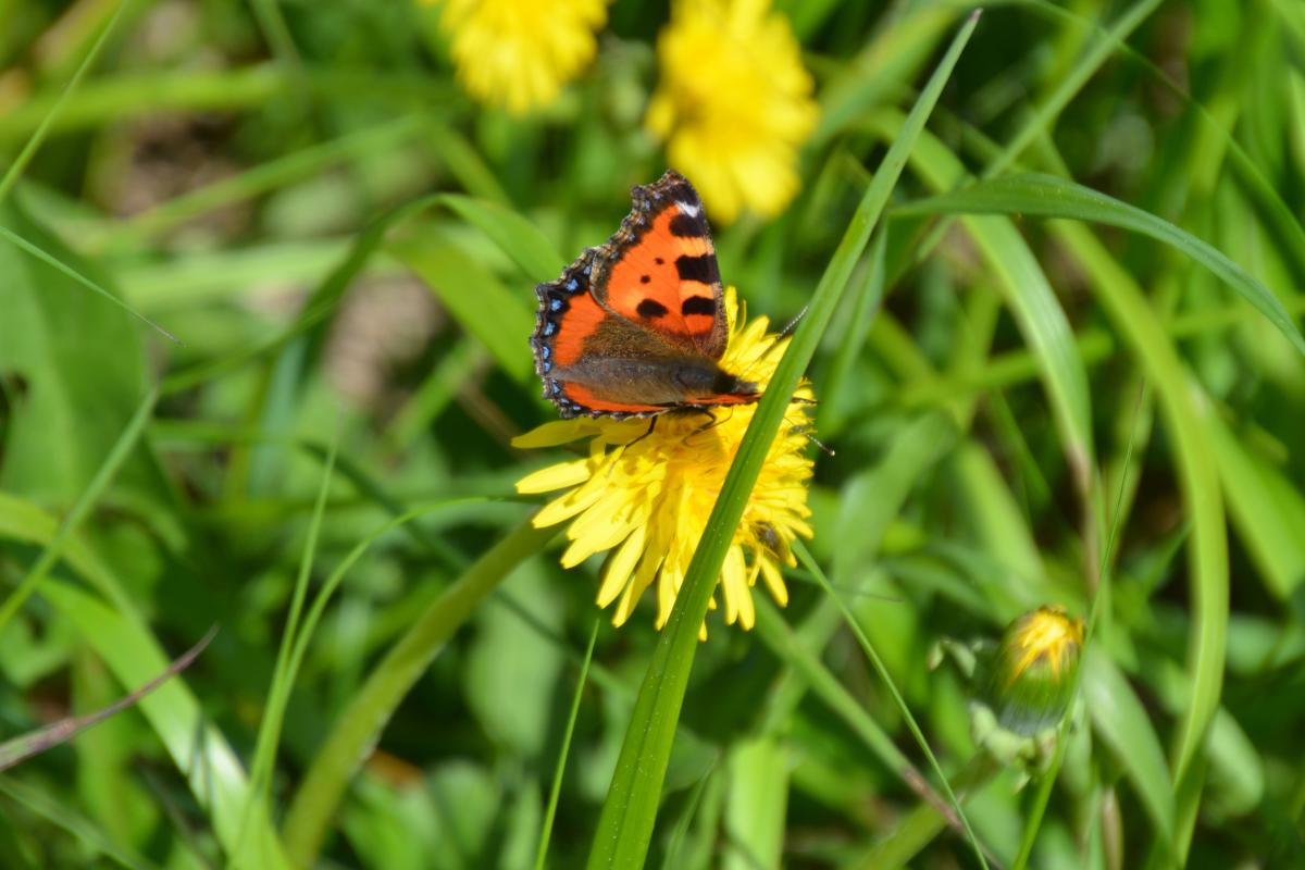 Platzer Alm 15.06.2023